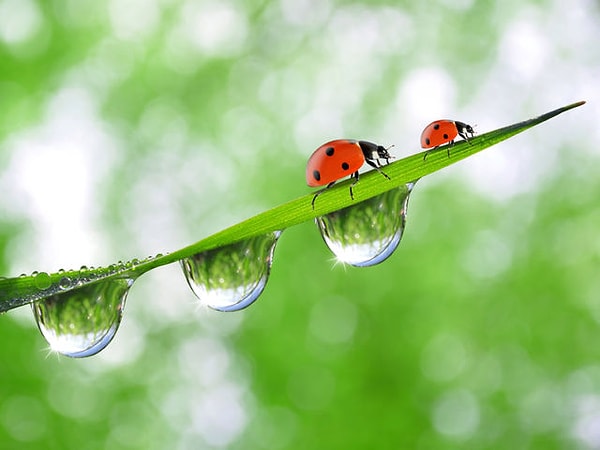 Элиминация и жизнь