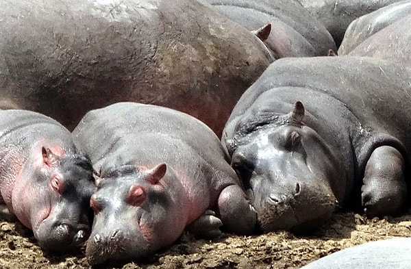 8. Как называют группу бегемотов?