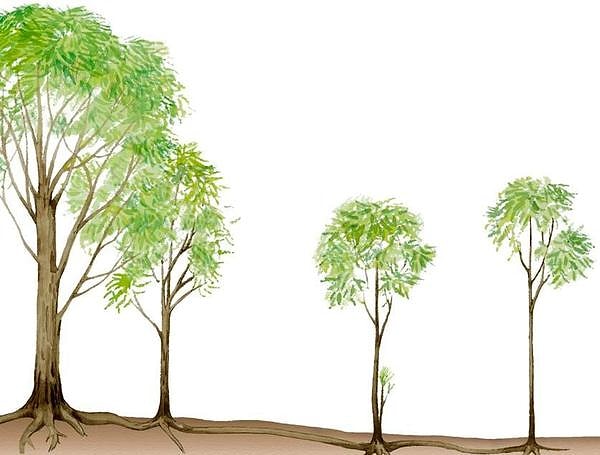 17. Самое старое дерево в мире называется Пандо, и находится оно в США. Отдельные деревья живут до 130 лет(на месте погибшего дерева всегда вырастает новое), но возраст самой корневой системы переваливает за 80 тысяч лет.