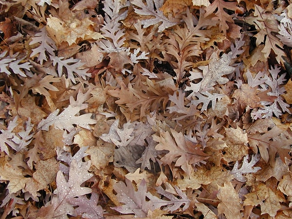 Цвет осени, который олицетворяет твою линость, - КОРИЧНЕВЫЙ!