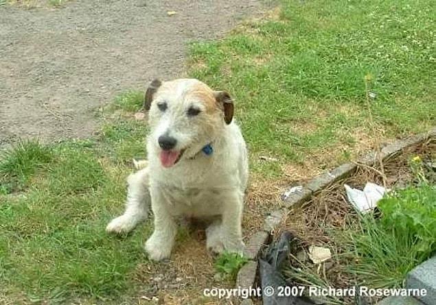 A feisty Jack Russell terrier has given his life to save five children from a mauling by two savage pit bulls.
