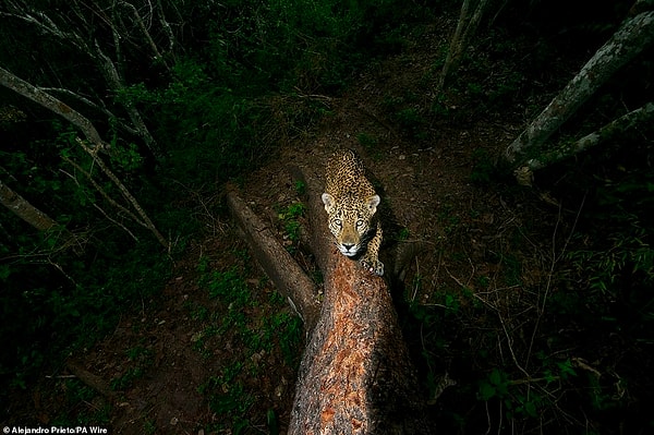 6. «Особенное дерево», фотограф: Алехандро Прието, Мексика. Победитель в категории «Фотожурналист дикой природы: История».