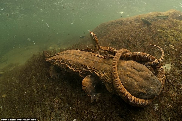 12. «Хеллбент», фотограф: Дэвид Герасимчук, США. Победитель в категории «Поведение: Амфибии и рептилии». На снимке изображён северный американский уж, зажатый в челюстях голодного аллеганского скрытожаберника в реке Теллико, штат Теннесси (США).