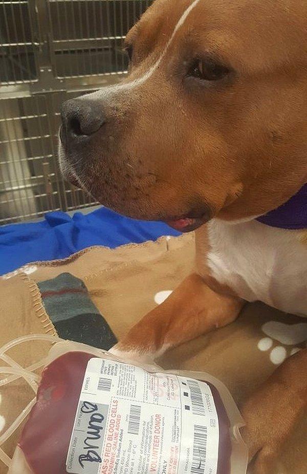 6. Bruno, kanını bağışlayarak diğer köpeklerin hayatını kurtarıyor.