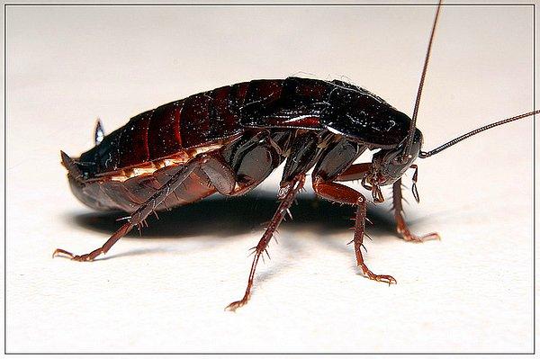 13. Şimdi de uzayda doğum yapan ilk Dünyalı ile tanışın! Bu hamam böceğinin uzay ortamında tam 33 tane yavrusu oldu.