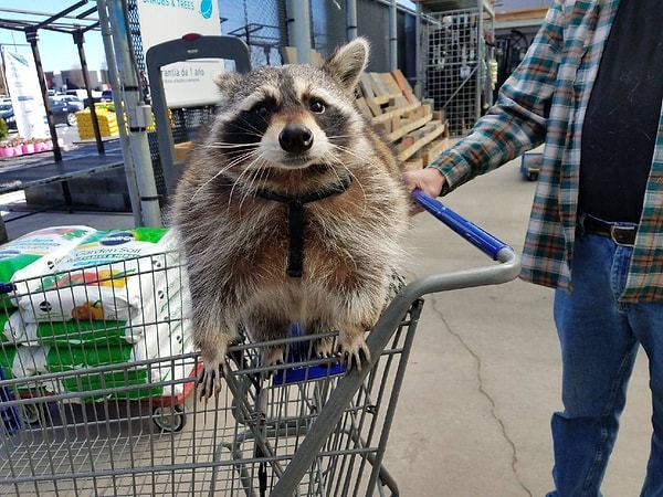 11. Серьезный покупатель строительных товаров