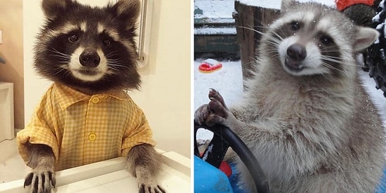 17 очаровательных енотов, которые думают, что они люди. И ведут себя соответствующе