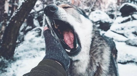 Парень решил сделать серию фото в духе #следуйзамной, но благодаря его псу у него это получилось в сто раз круче