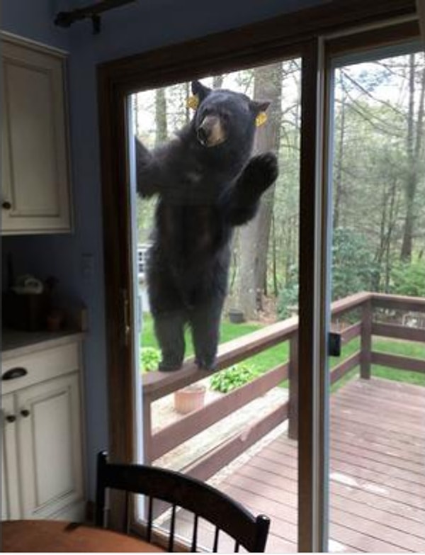 1. Из дружелюбного медведя по соседству...