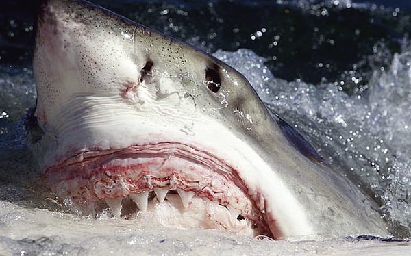3. Какая самая крупная хищная рыба в океане?