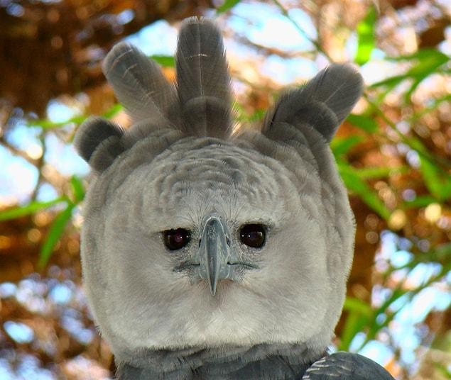 8. Harpy Eagle