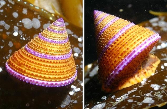 14. Calliostoma annulatum snail