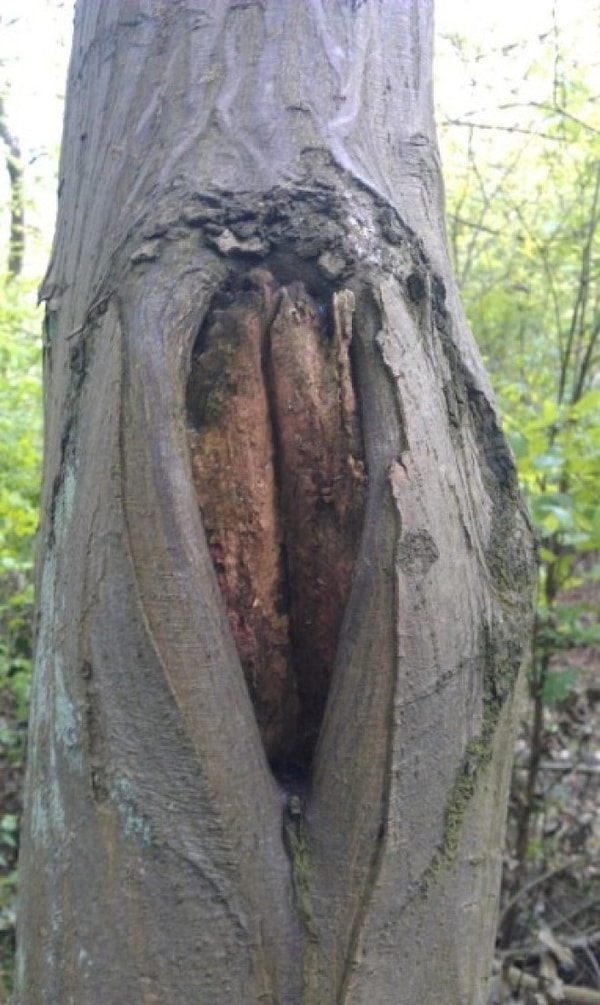 16. Дупло в дереве. Бельчонок может засунуть туда свои орешки. Вот что опять смешного я сказал?