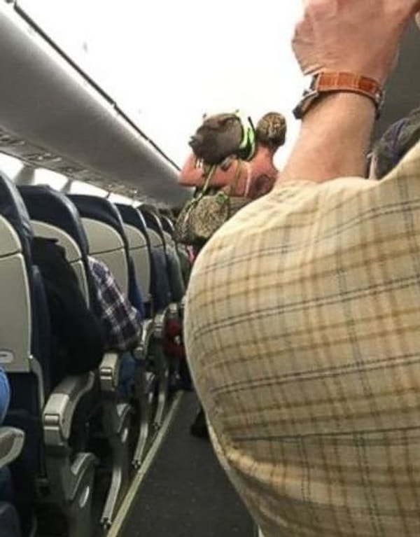 5. А этой женщине стоит рассказать об отделе для перевозки животных. Особенно таких "приятно пахнущих" как свинки