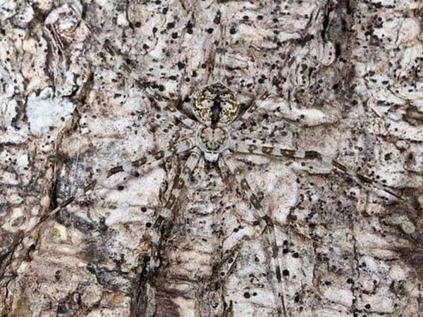 4. А здесь разглядели что-нибудь определенное?