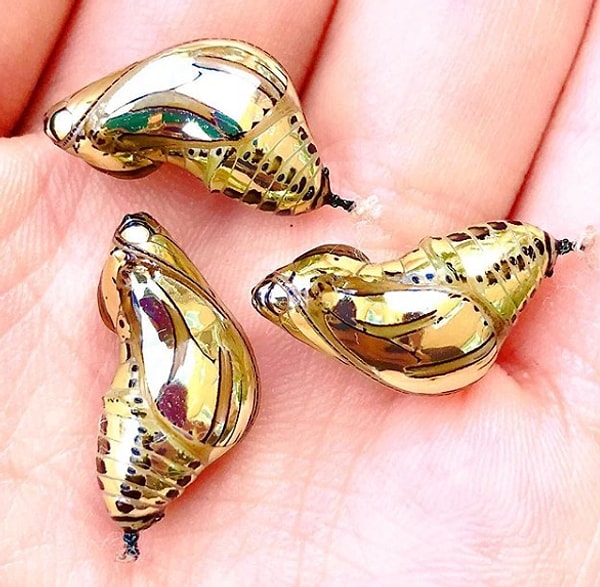 11. Куколки бабочки: