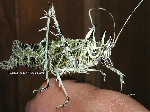 17. Кузнечик-дикобраз :