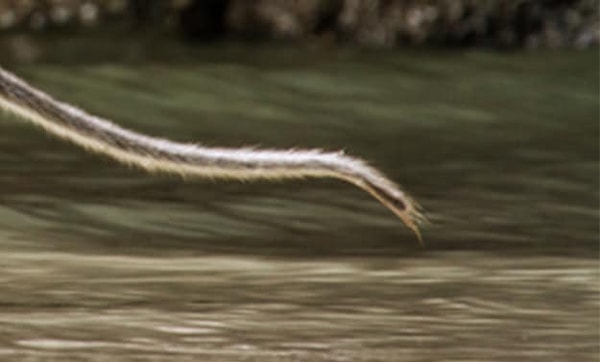 1. Начнем? Итак, как считаете, чей это хвост?