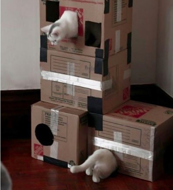 20. Самый длинный в мире кот?