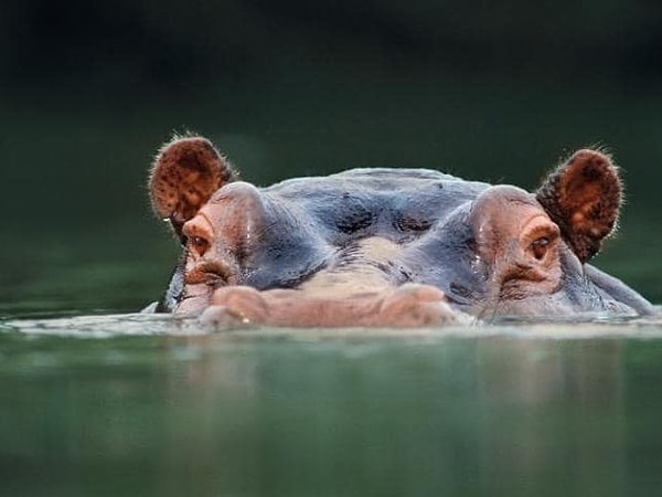 4. Какая страна называет себя "Ködörösêse tî Bêafrîka"?