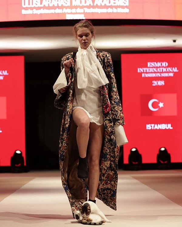 Самая обычная уличная кошка, каких в Турции миллионы 😺