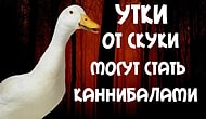 10 жутких фактов, которые пощекочут вам нервы и напомнят о том, что Хэллоуин уже стоит на пороге