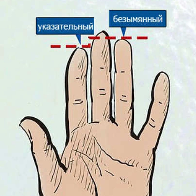 Ваша ориентация. Указательный безымянный. Указательный и безымянный палец. Безымянный длиннее указательного. Безымянный палец длиннее указательного.