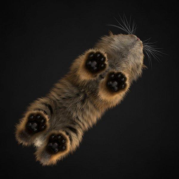 Bir kedi: Aşağıdan bakış