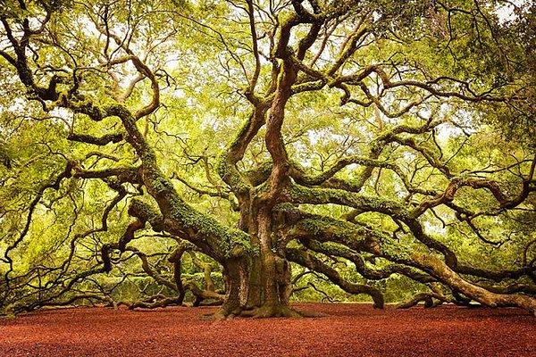 7. Melek Meşe Ağacı (Güney Karolina)