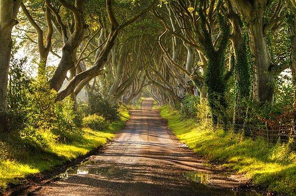 14. Kayın Ağaçlarından bir yol (Kuzey İrlanda)