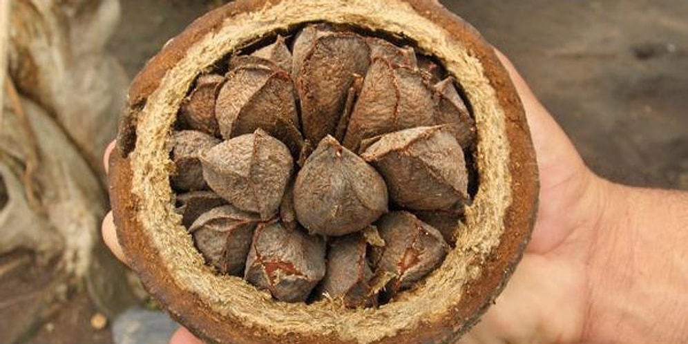 Faydaları Say Say Bitmiyor! Nedir Bu Brezilya Cevizi?