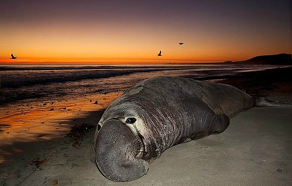 5. Морской слон