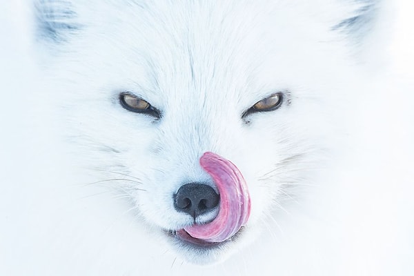 12. «Арктическая лиса», третье место в номинации «Животные». Фото: Peter Mather.