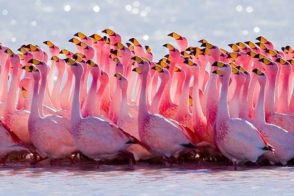 6. Flamingo bir obje değildir elbette. Ama farklı farklı objelerde kullanılarak devamlı karşımıza çıktığı dizi nedir?