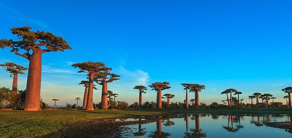 7. Где находится Мадагаскар?