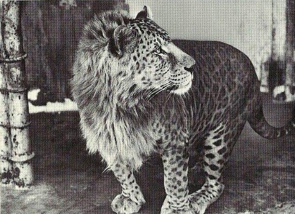 6. İlk kez eşeysiz bir çiftleştirmenin sonucu olarak 1910'da doğan leopar aslan, doğada yaşayamıyor. Bu yüzden günümüzde sadece 100 tanesi esaret altında yaşıyor.
