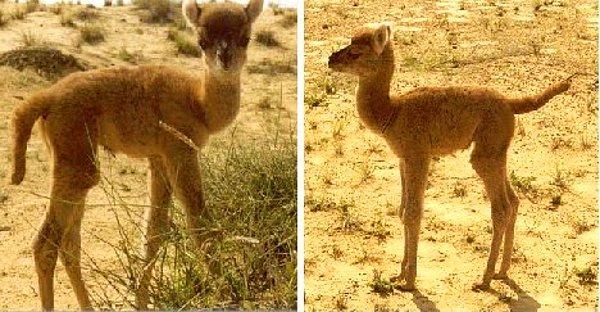 10. İlk kez 1998 yılında, daha çok yün veren bir hayvan üretmek için yapılan deve ve lama melezi de vahşi doğada çiftleşemedikleri için pek sık görülmüyorlar.