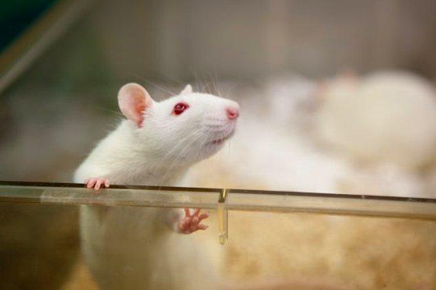 "Radyo frekanslı ışınımlar ve erkek farelerde görülen tümörün arasındaki bağın gerçek olduğuna inanıyoruz."