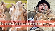 Binlerce İnsanın Ölümüne Sebep Olduktan Sonra Tavşanların Memleketi Haline Gelen Bir Garip Yer: Okunoshima Adası