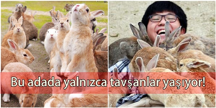 Binlerce İnsanın Ölümüne Sebep Olduktan Sonra Tavşanların Memleketi Haline Gelen Bir Garip Yer: Okunoshima Adası