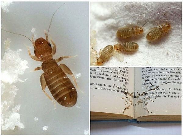 4. Как называют вошь, которая наносит вред книгам?