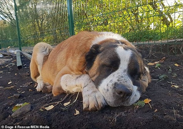 4. Нескольким собакам удалось вернуться обратно в здание, но 80-килограммовый Винстон не смог добежать до приюта и попытался забиться под настил, однако там было слишком мало для него места. В результате сердце пса не выдержало, и он скончался от сердечного приступа.