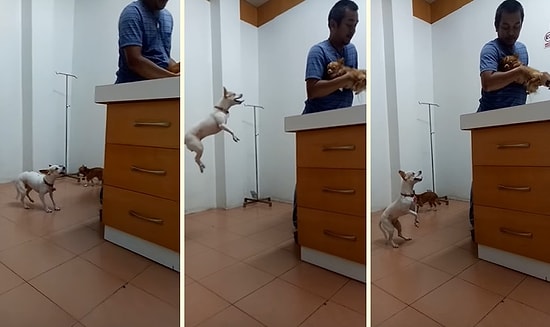 Veterinere Getirilen Dostu İçin Endişelenen Köpeğin Heyecanlı Anları
