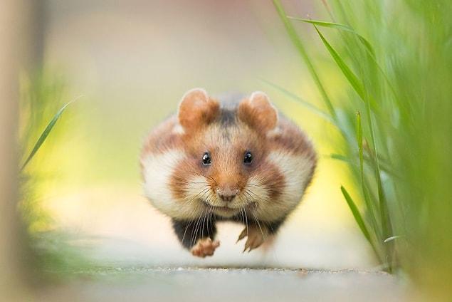 11. Run! (Remarkable Award In Animals In Their Environment Category)