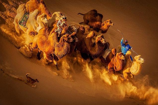 13. Camels In The Desert, Mongolia (2nd Place In General Color Category)