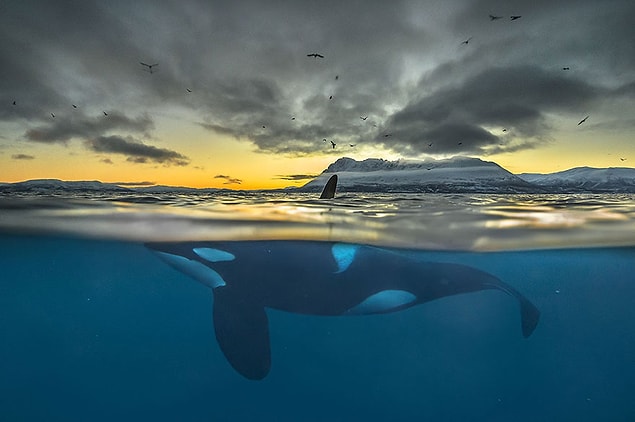 18. Killer Whale In Polar Night, Norway (Honorable Mention In Animals In Their Environment Category)