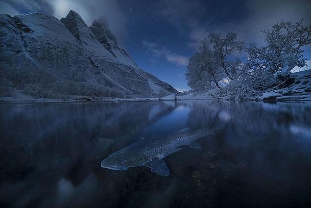 35. Polar Trout, Norway (Honorable Mention In The beauty of the nature Category)
