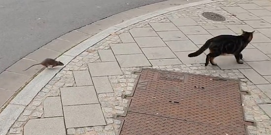 Кот охотился на крысу. Но не тут-то было...