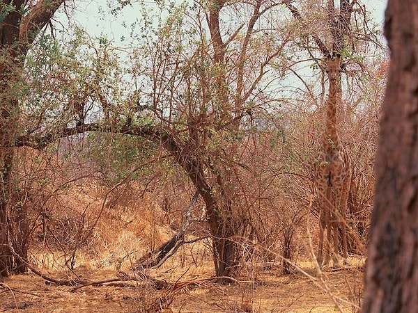 1. Итак, найдите жирафа! Нашли?!