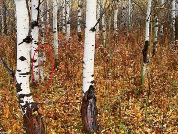 И вот где он прятался: